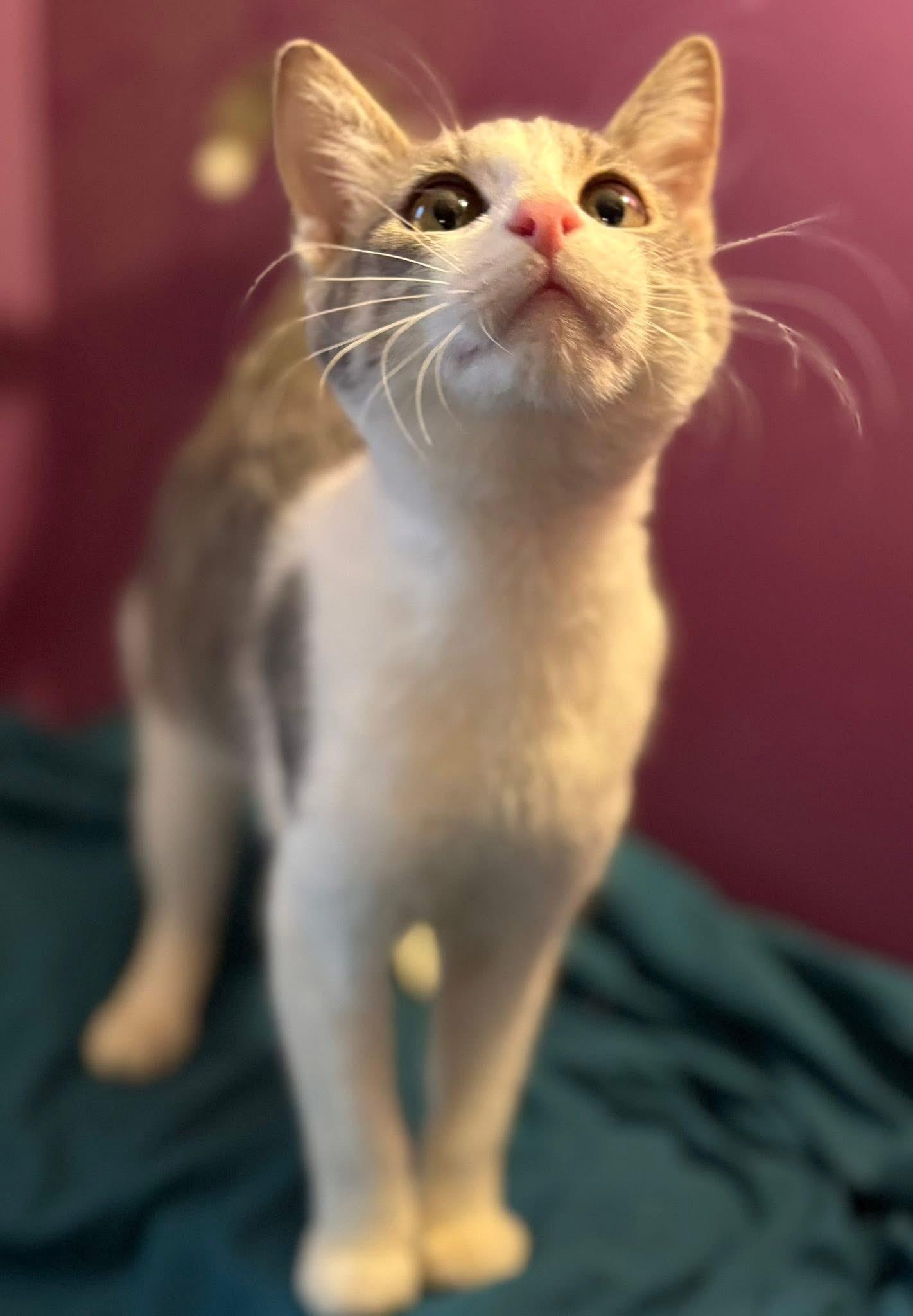 Pascal, Young Male Domestic Short Hair