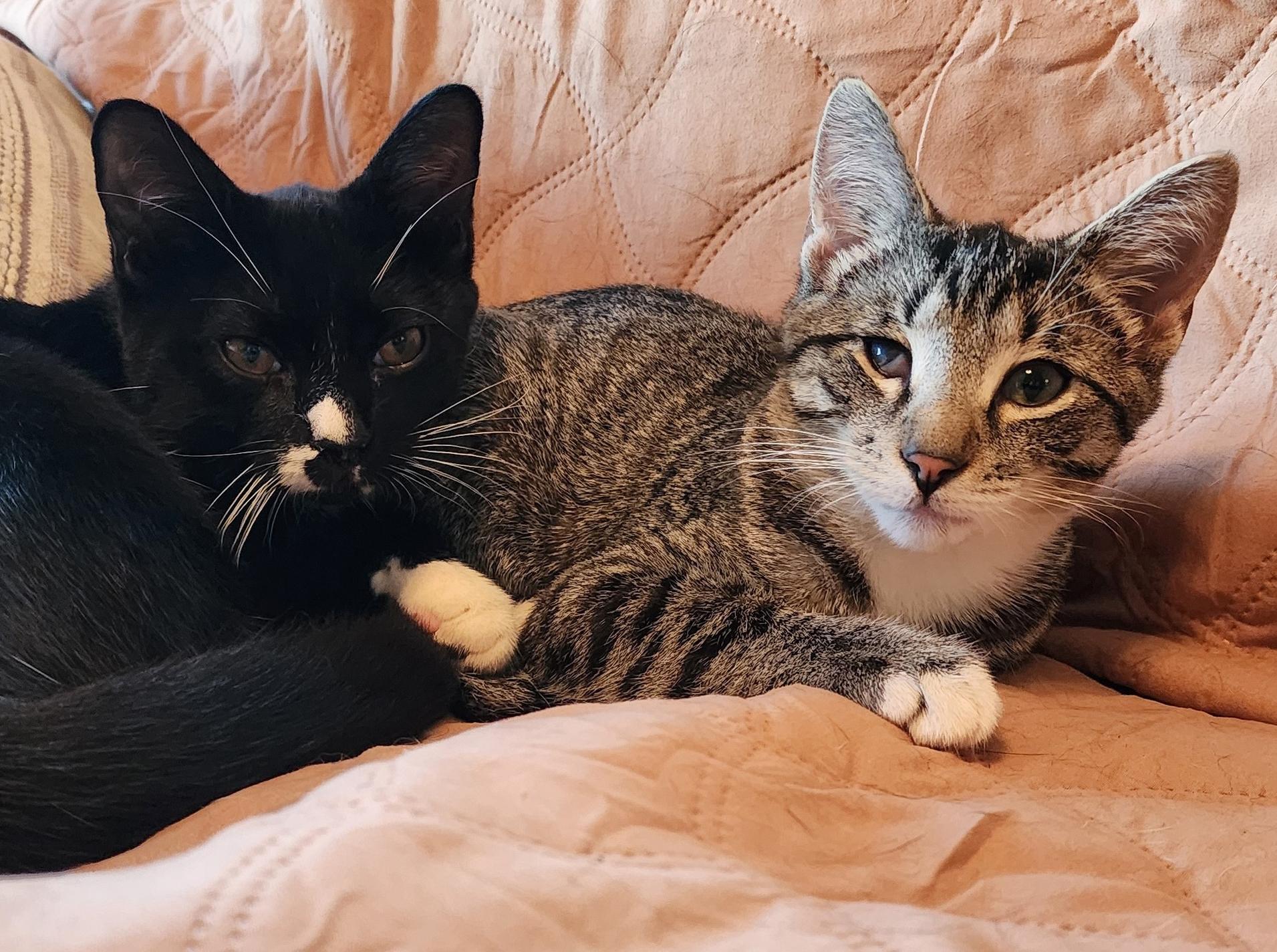 Caleb, Adoptable, Kitten Male Tabby & Domestic Short Hair.