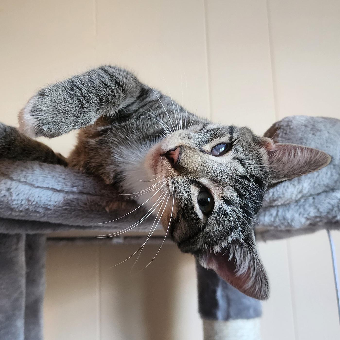 Caleb - Partially sponsored, Adoptable, Kitten Male Tabby & Domestic Short Hair.