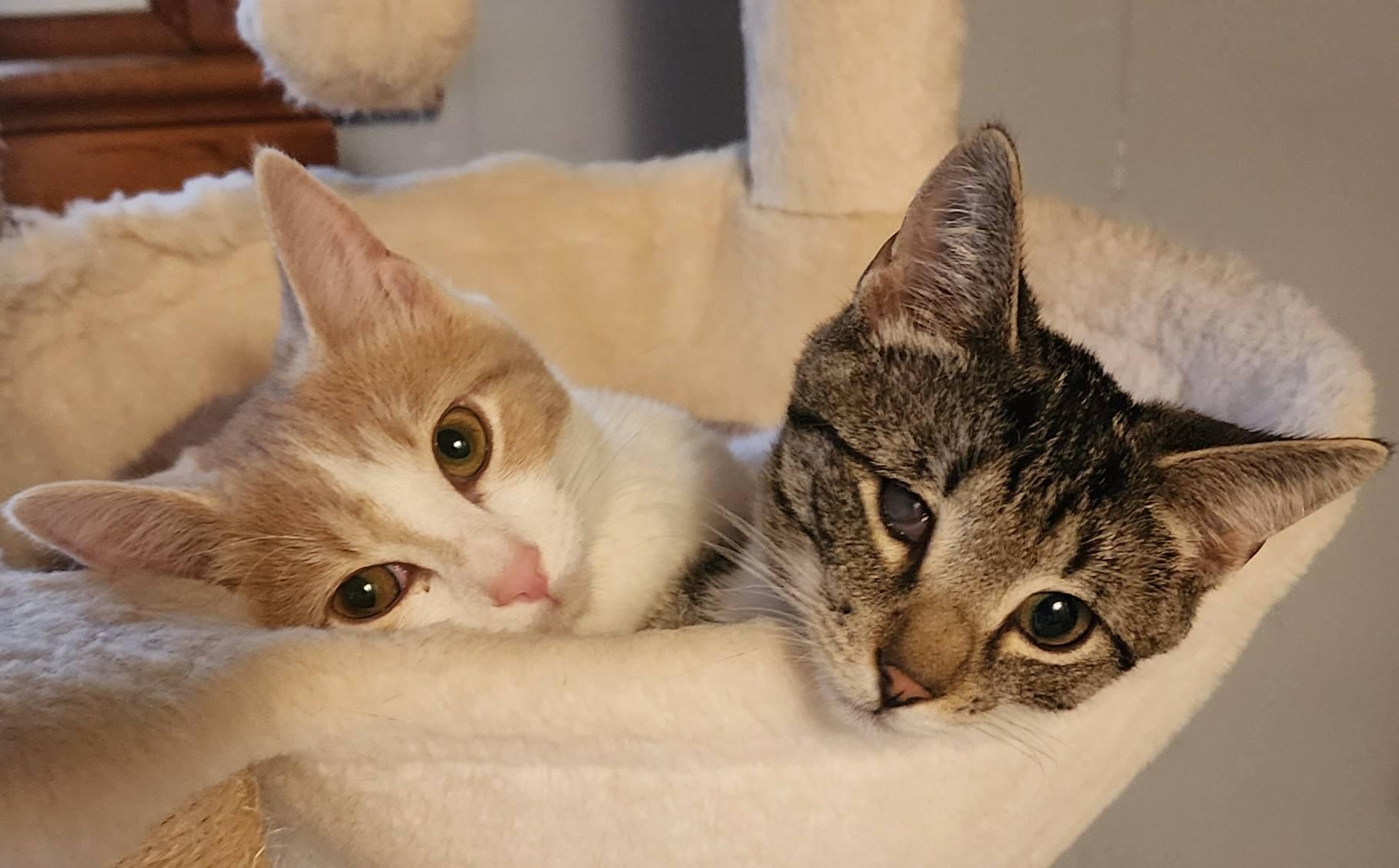 Enlarge Caleb, a Adoptable mixed breed in Harrisburg, PA image 4/6