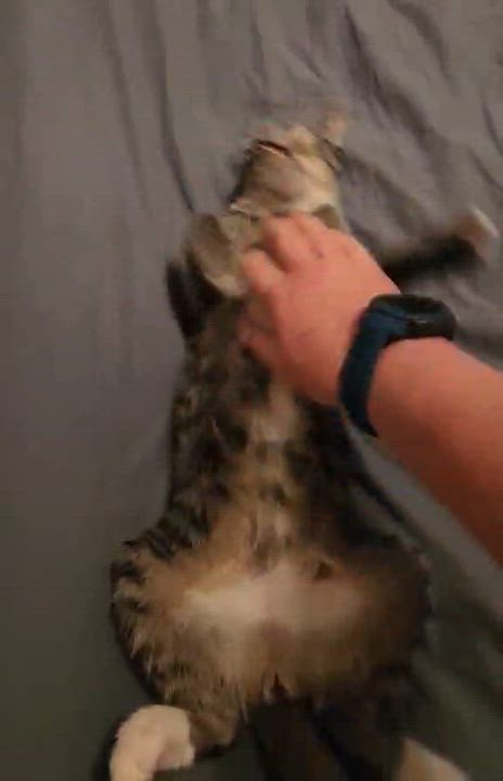 Enlarge Caleb, a Adoptable mixed breed in Harrisburg, PA video 6/6