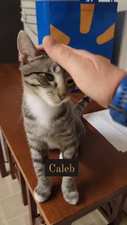 Enlarge Caleb, a Adoptable mixed breed in Harrisburg, PA video 6/6