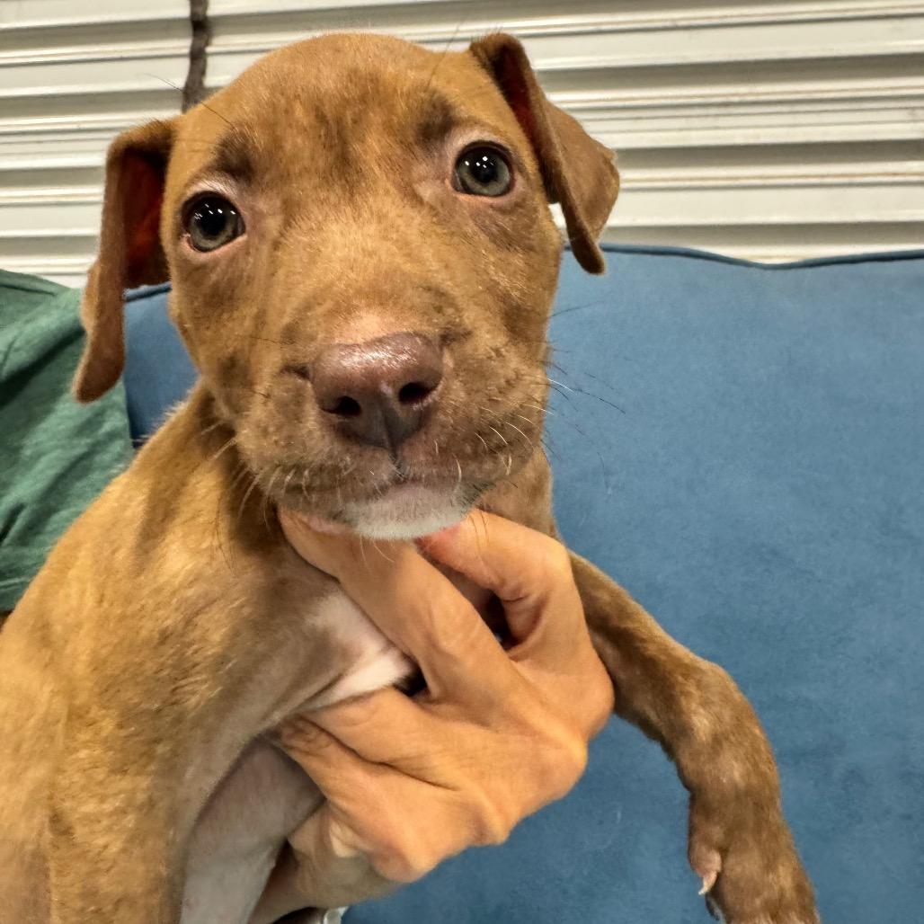 TIP (687), Adoptable, Puppy Female Pit Bull Terrier & Hound.