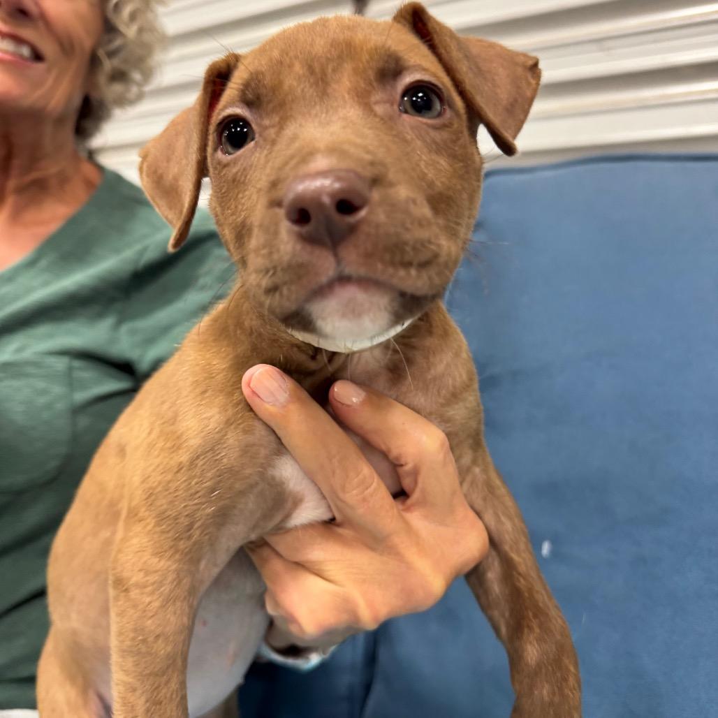Enlarge TIP (687), a Adoptable mixed breed in Indiantown, FL image 2/4