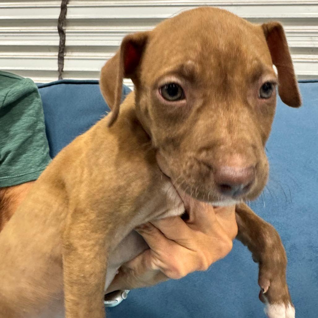 Enlarge TIP (687), a Adoptable mixed breed in Indiantown, FL image 3/4