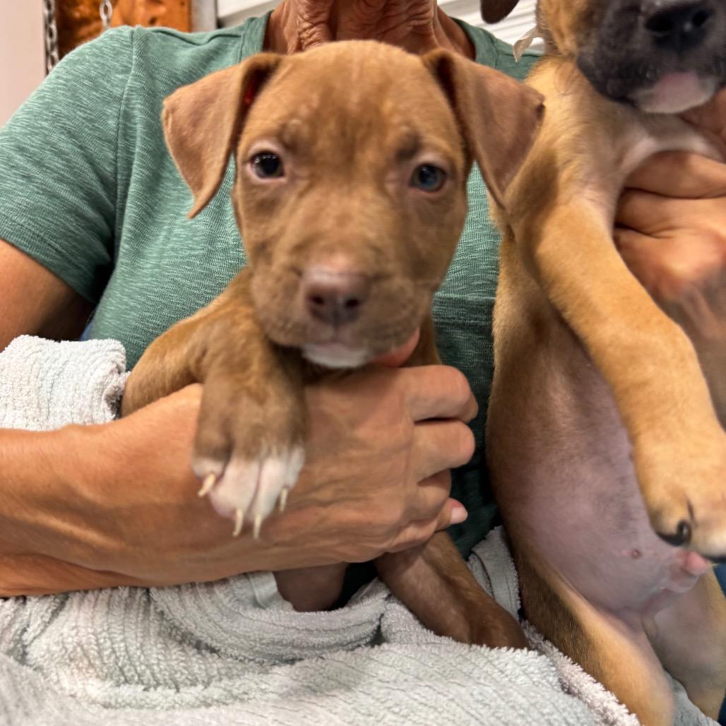 Enlarge TIP (687), a Adoptable mixed breed in Indiantown, FL image 4/4