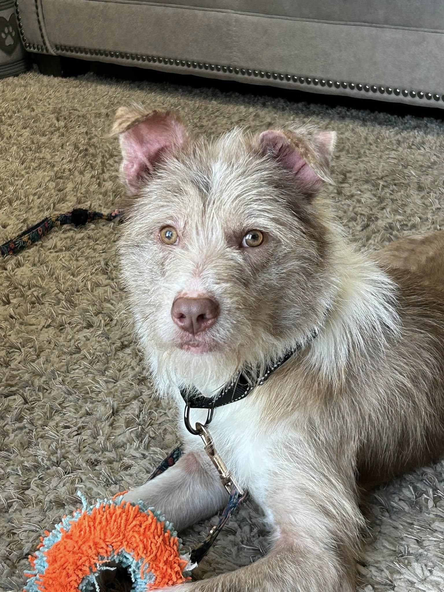Owen, ADOPTABLE, Young Male Aussiedoodle.
