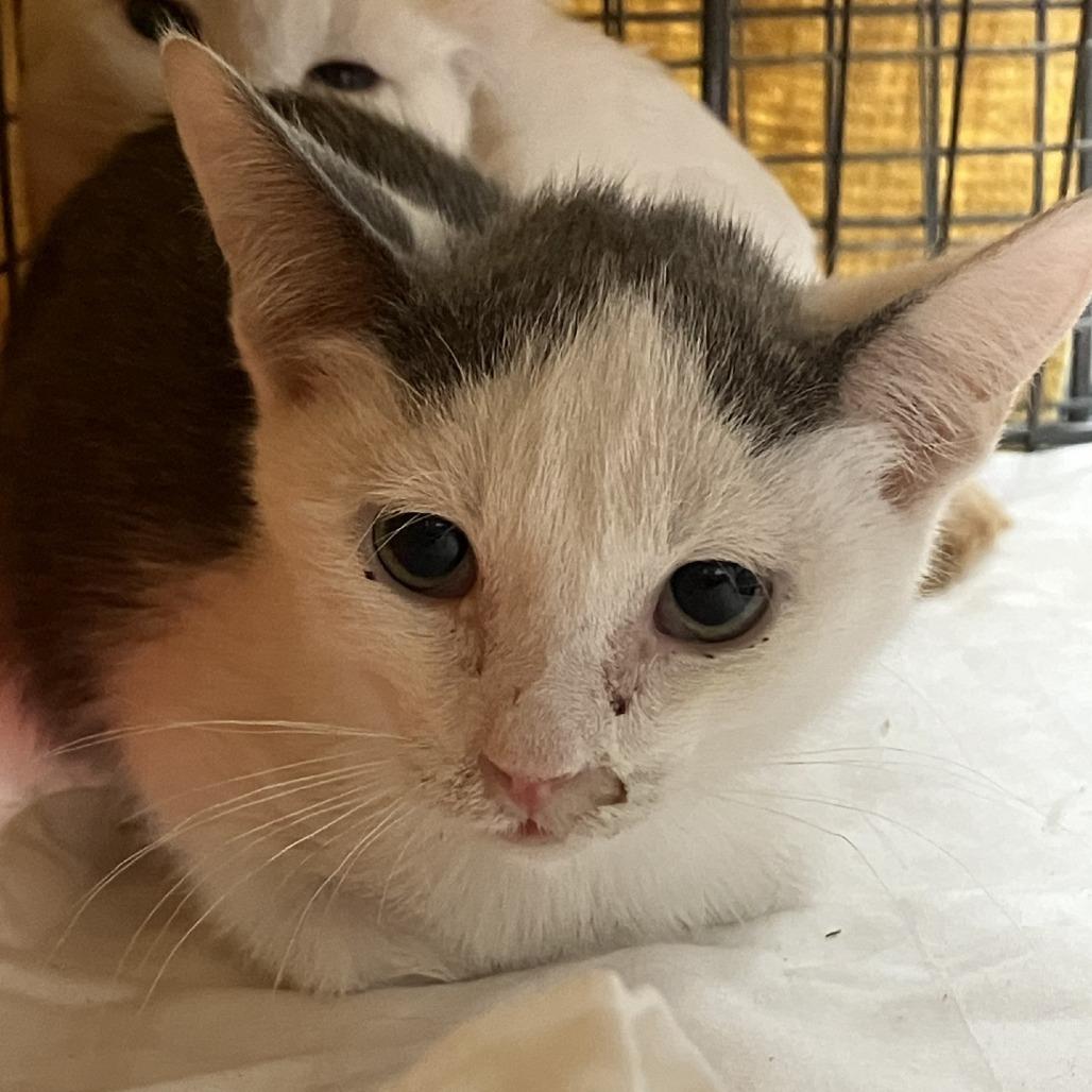 Newt, Adoptable, Kitten Male Domestic Short Hair.