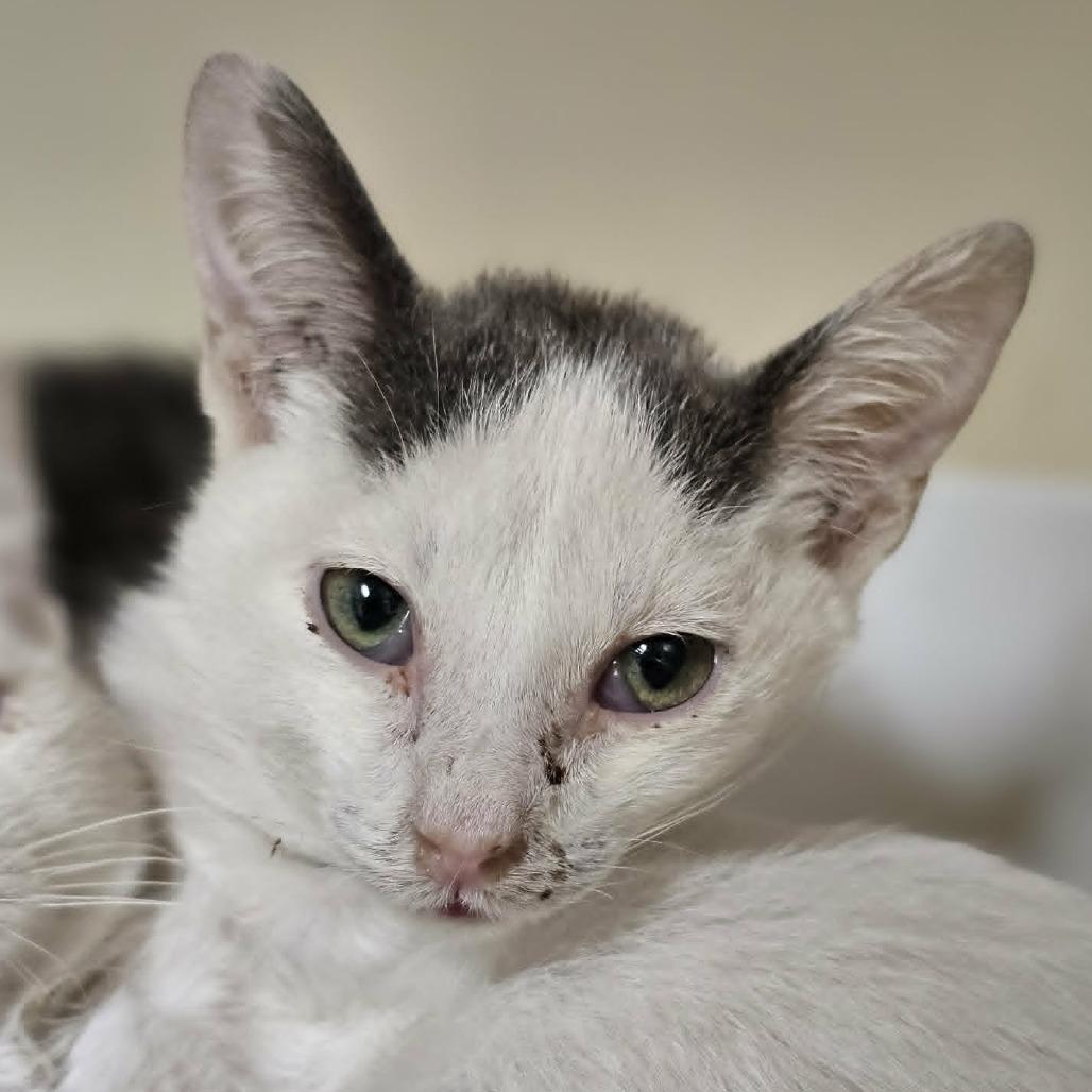 Enlarge Newt, a Adoptable Domestic Short Hair in Las Cruces, NM image 2/2