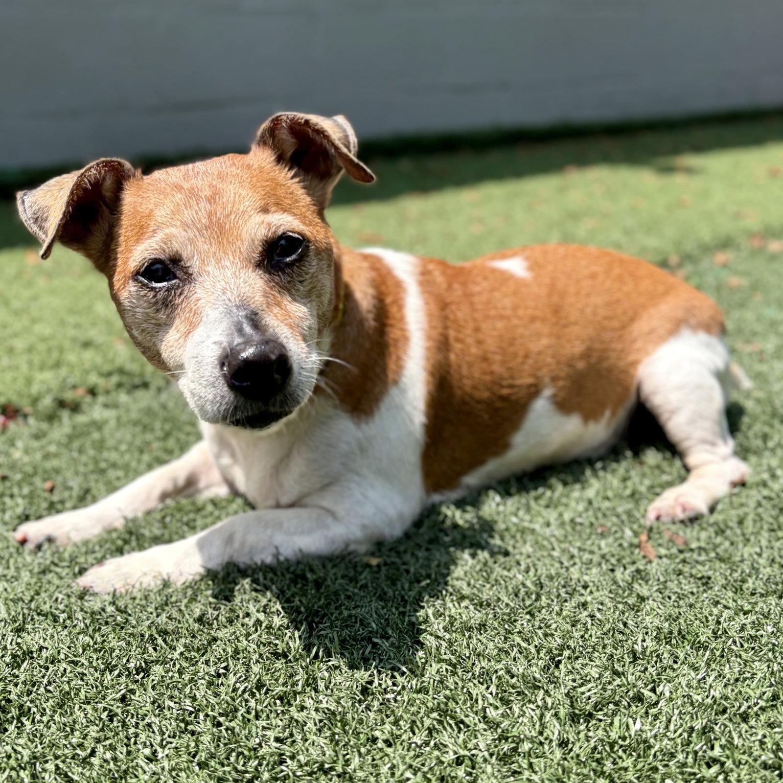 Bella, Adoptable, Senior Female Jack Russell Terrier.