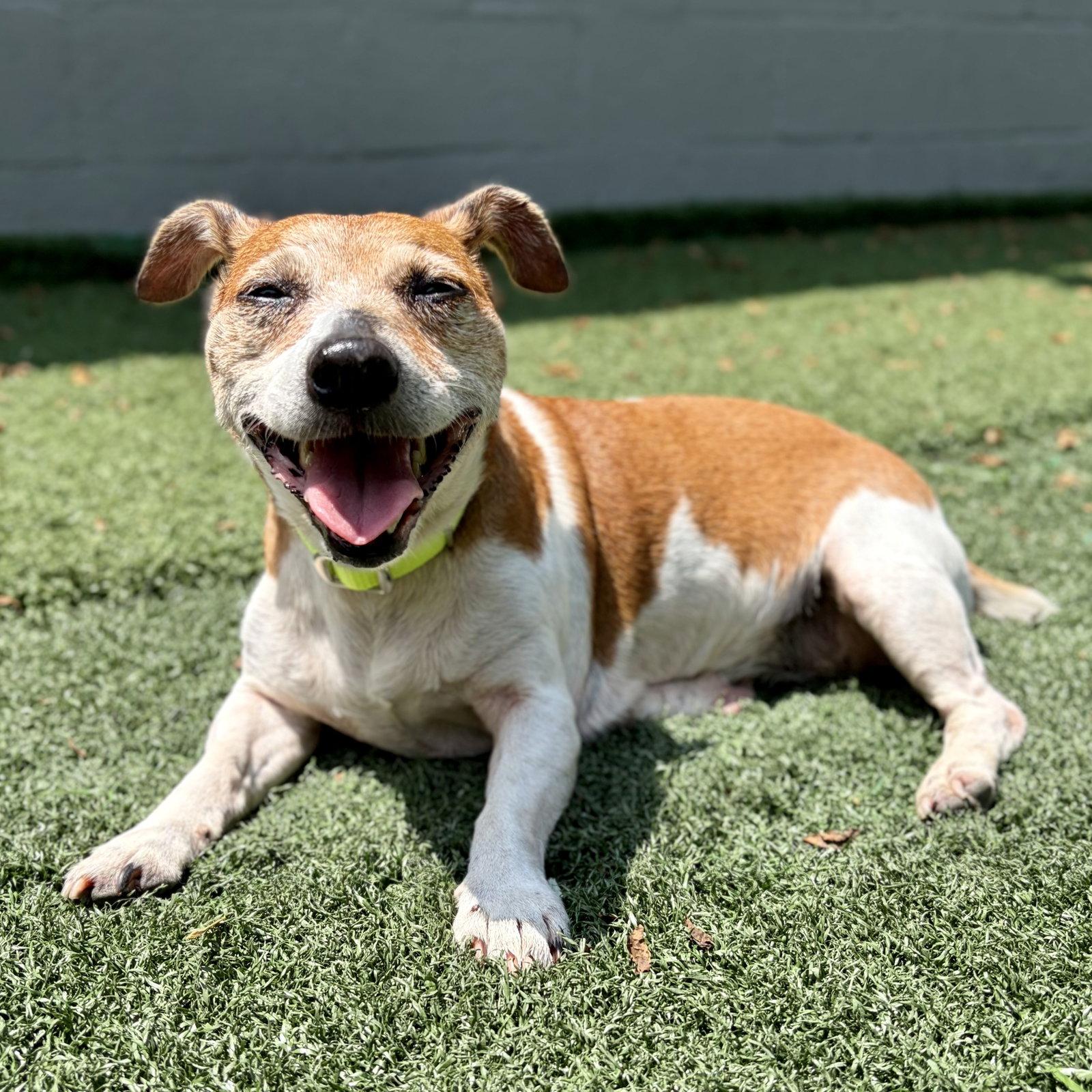 Enlarge Bella, a Adoptable Jack Russell Terrier in Whitehall, PA image 2/3
