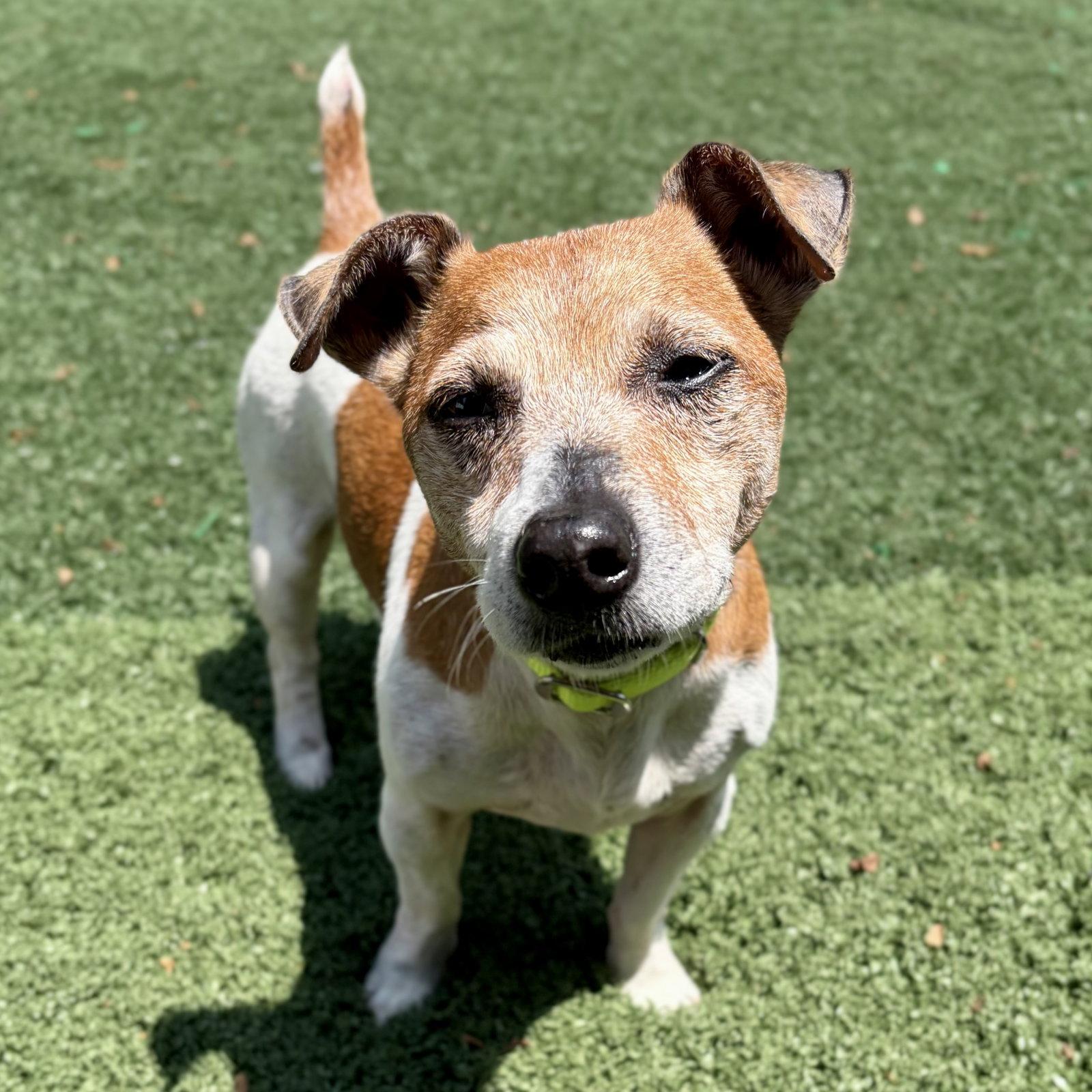 Enlarge Bella, a Adoptable Jack Russell Terrier in Whitehall, PA image 3/3