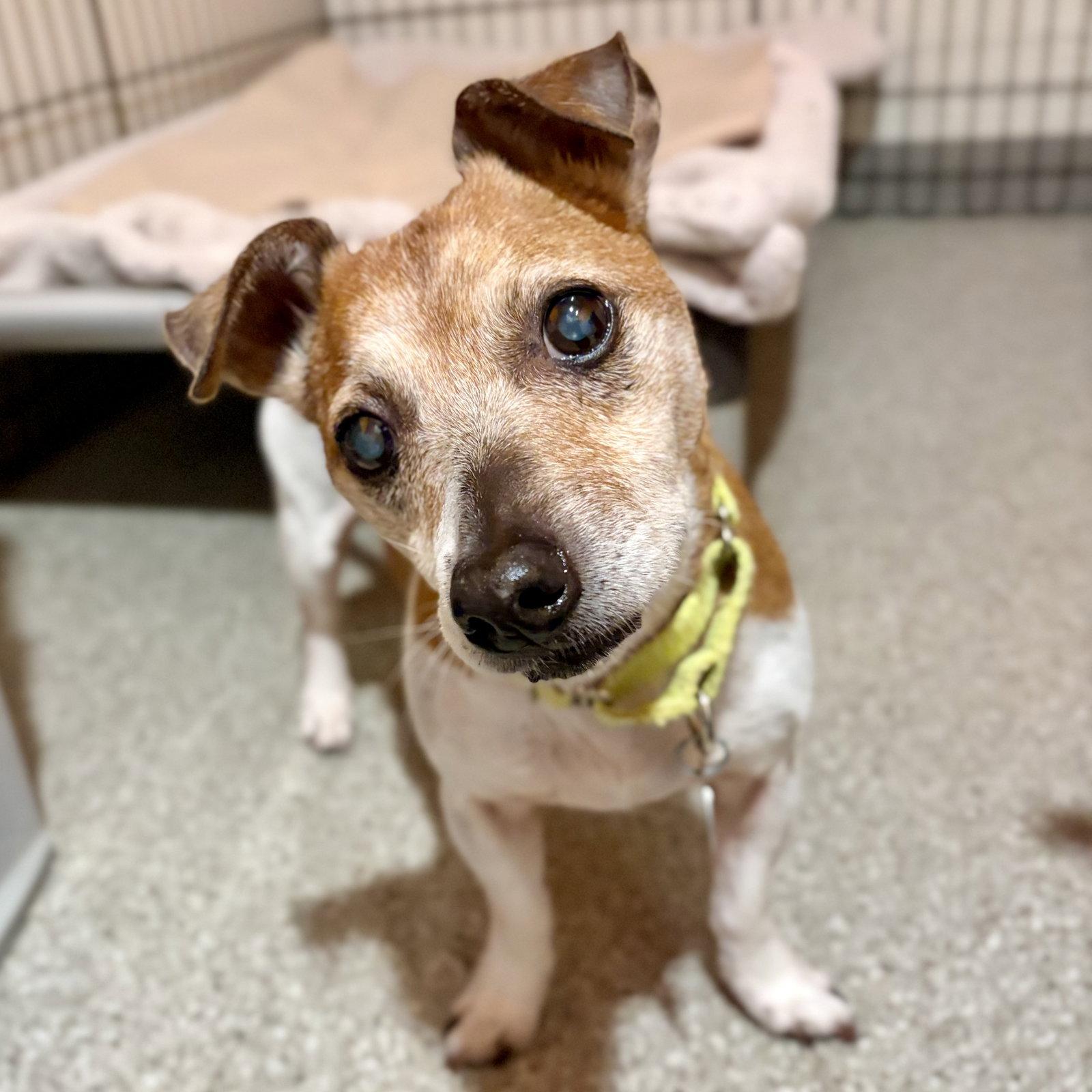 Enlarge Bella, a Adoptable Jack Russell Terrier in Whitehall, PA image 3/3