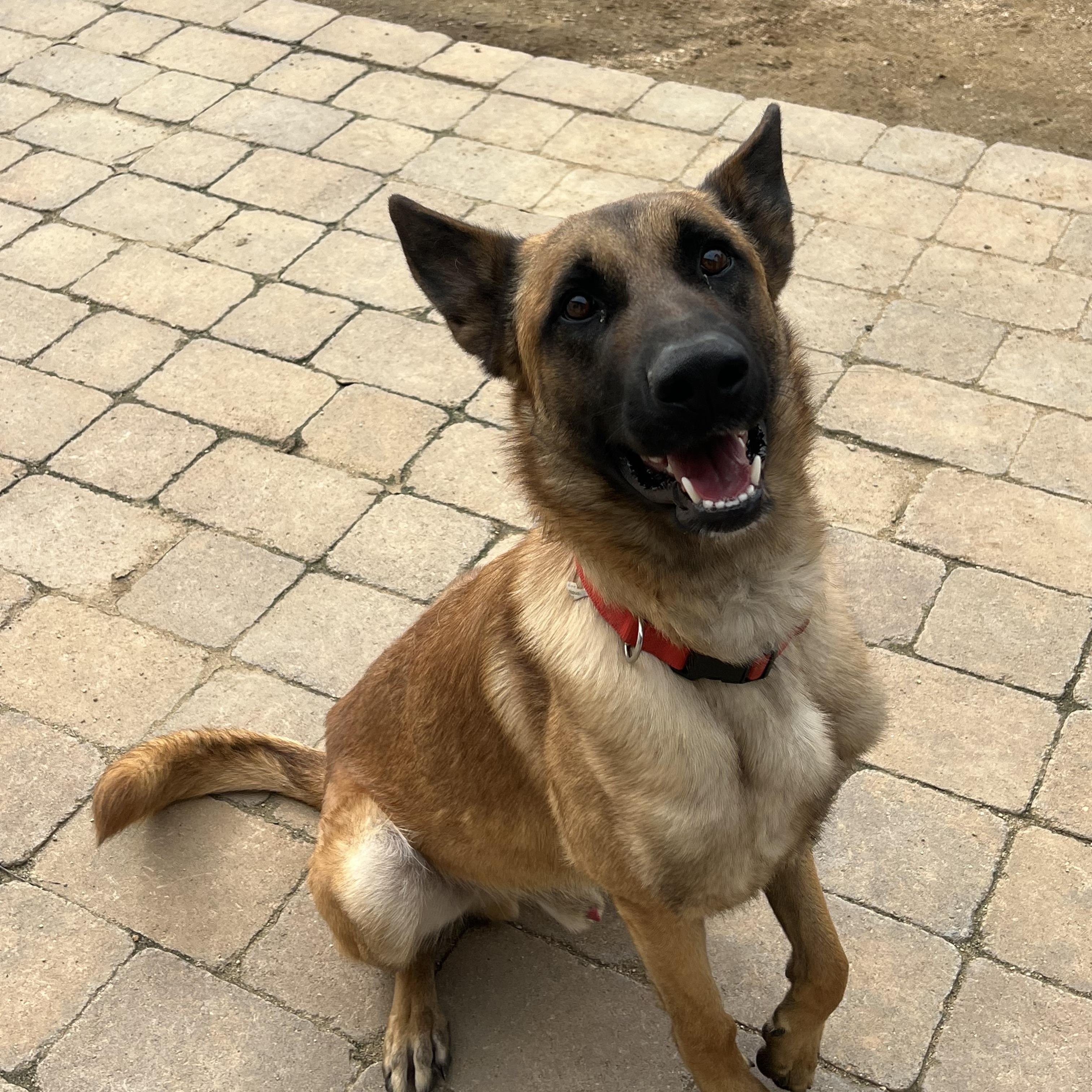 Monty, Adoptable, Young Male Dutch Shepherd & Belgian Shepherd / Malinois.