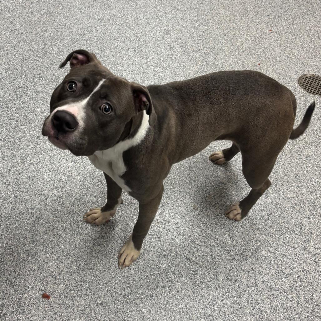 Anna, Adoptable, Young Female American Staffordshire Terrier.