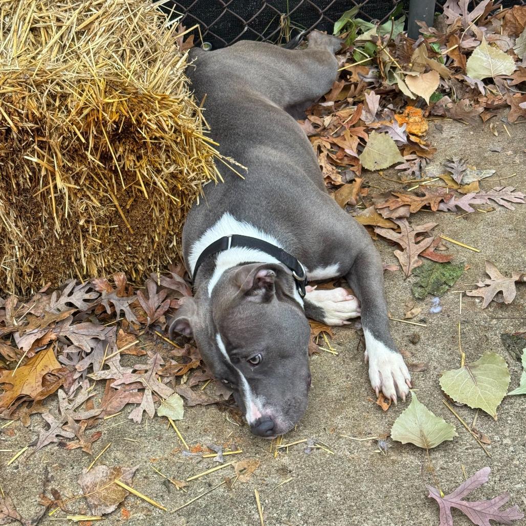 Anna, a Adoptable American Staffordshire Terrier in Grand Rapids, MI image 2/5
