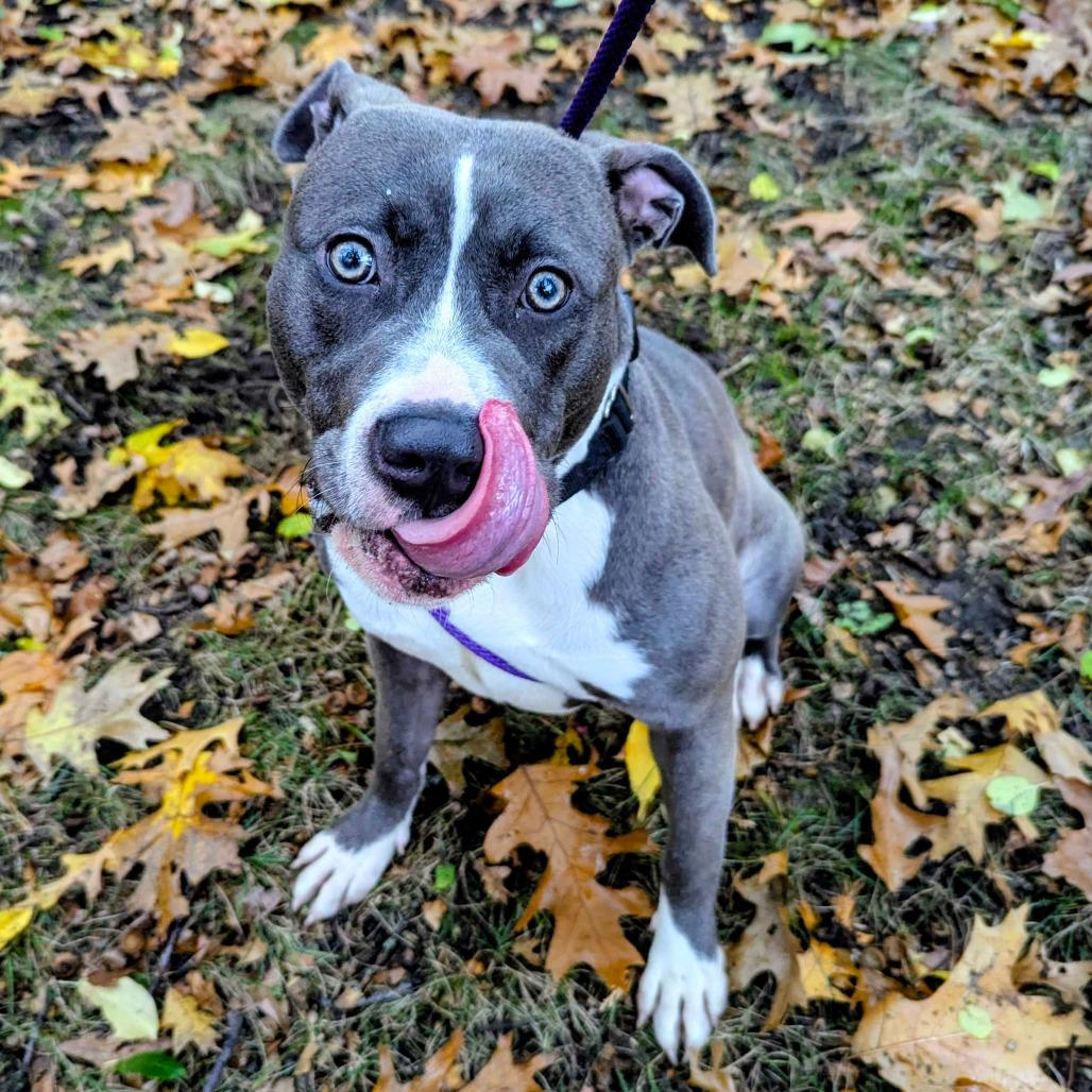 Anna, a Adoptable American Staffordshire Terrier in Grand Rapids, MI image 3/5
