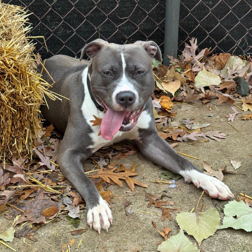 Anna, a Adoptable American Staffordshire Terrier in Grand Rapids, MI image 5/5