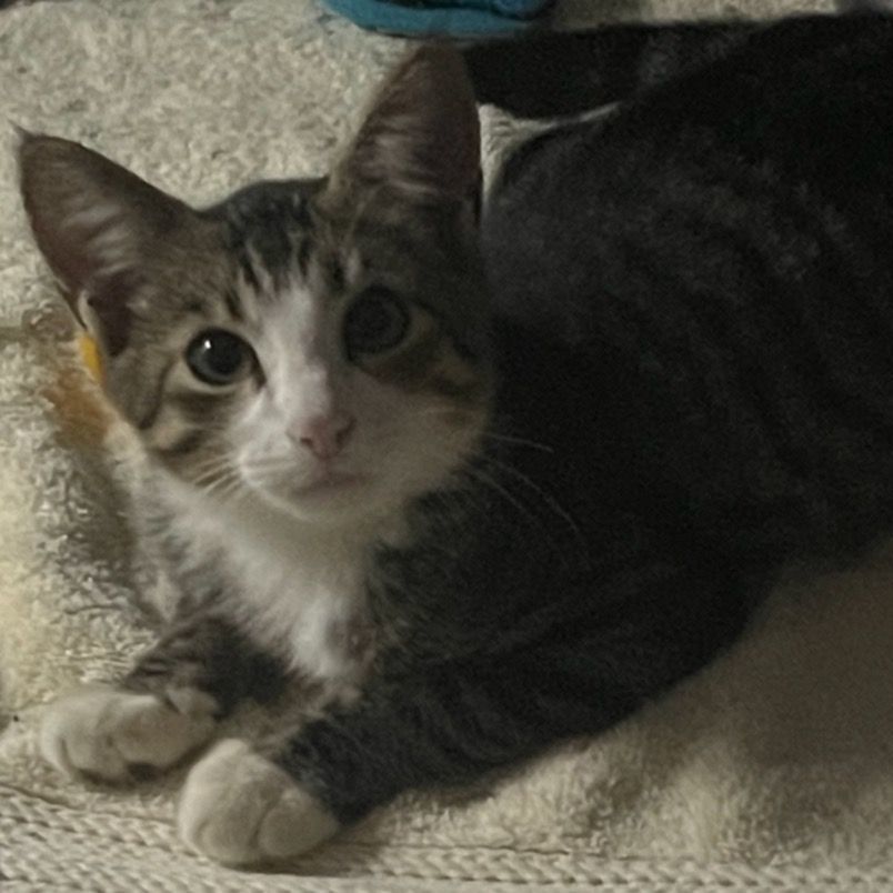 Annabelle, Adoptable, Young Female Domestic Short Hair.