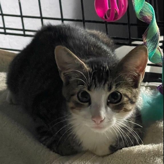 Annabelle, a Adoptable Domestic Short Hair image 2/3