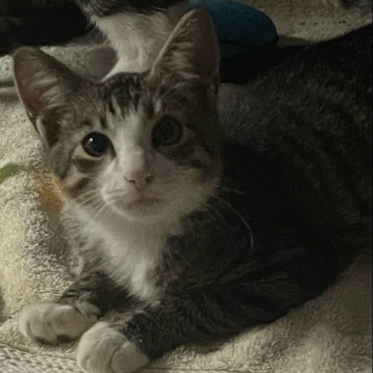 Annabelle, a Adoptable Domestic Short Hair image 3/3