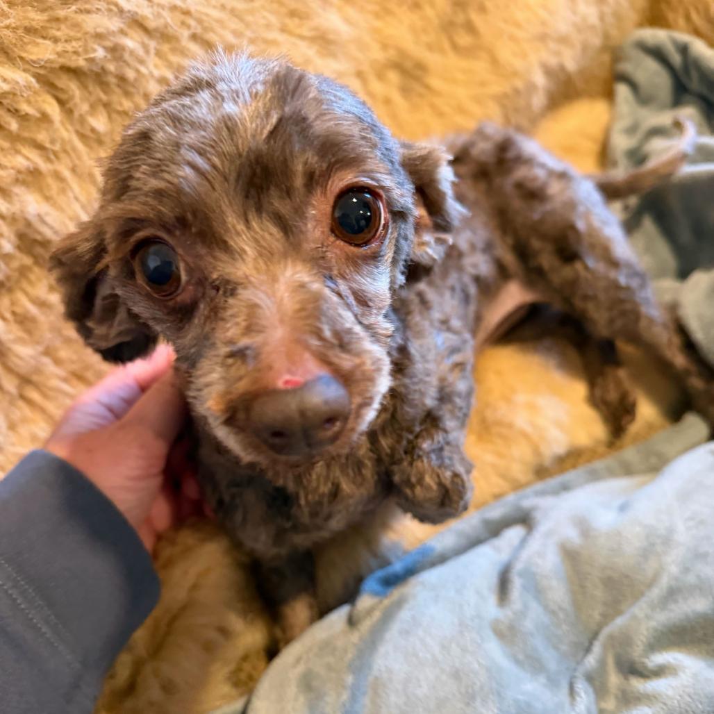 Lindy, an adopted mixed breed in Chester Springs, PA image 1/4