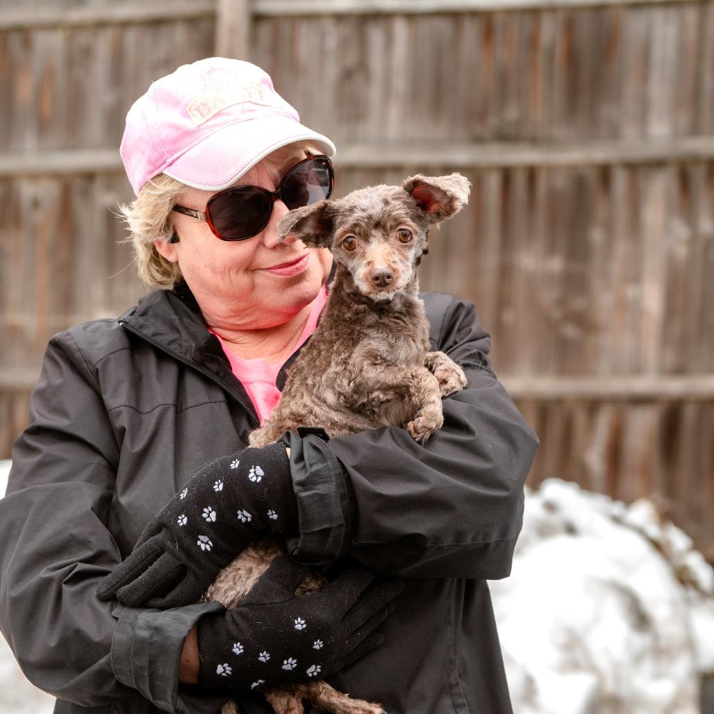 Lindy, an adopted mixed breed in Chester Springs, PA image 4/4