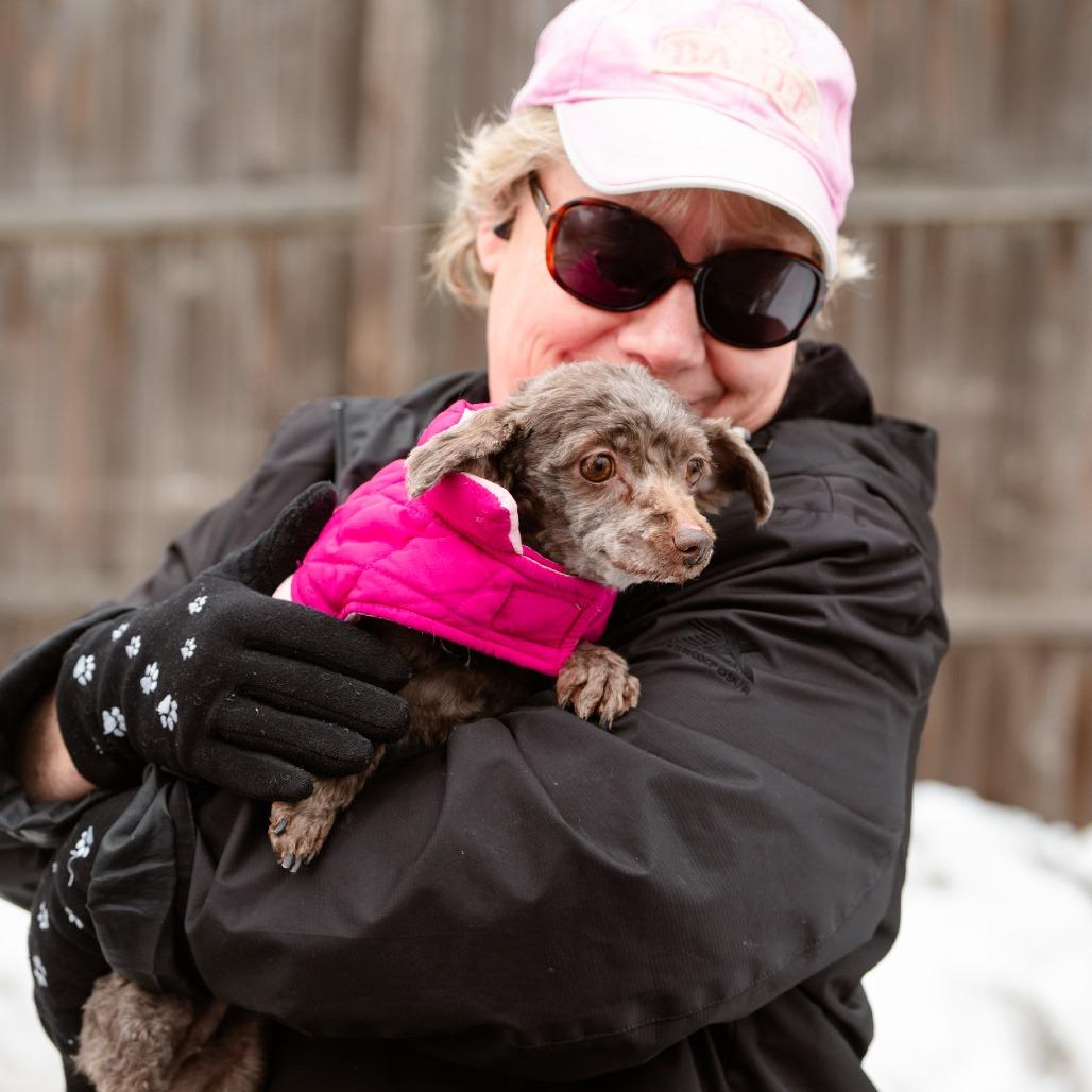 Lindy, an adopted mixed breed in Chester Springs, PA image 3/4