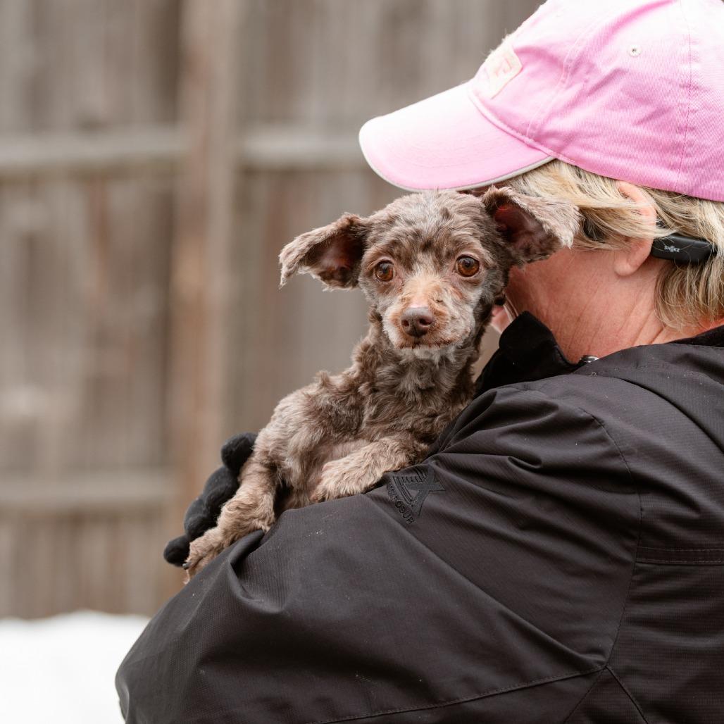 Lindy, an adopted mixed breed in Chester Springs, PA image 2/4