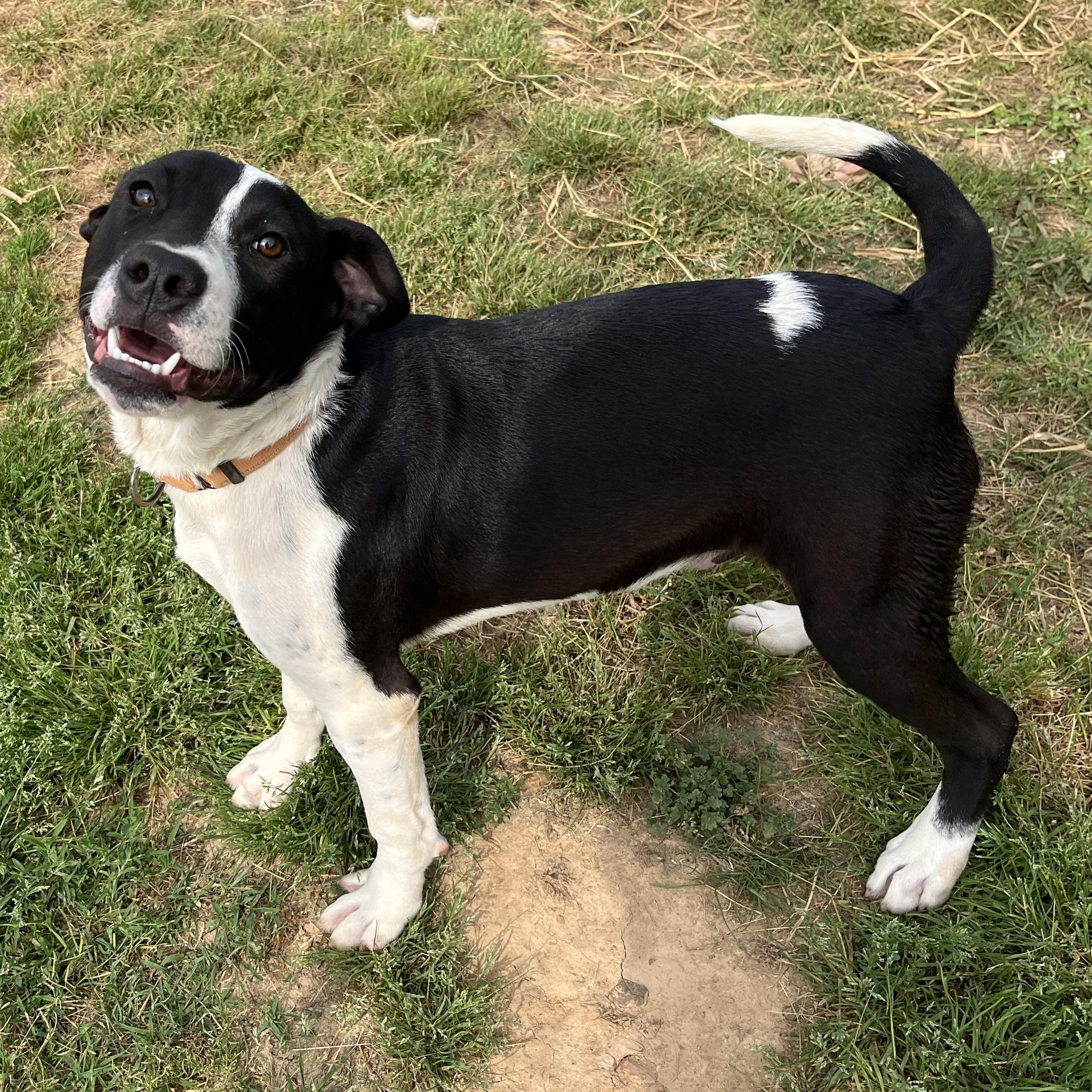 Bernie, ADOPTABLE, Puppy Male Mastiff.