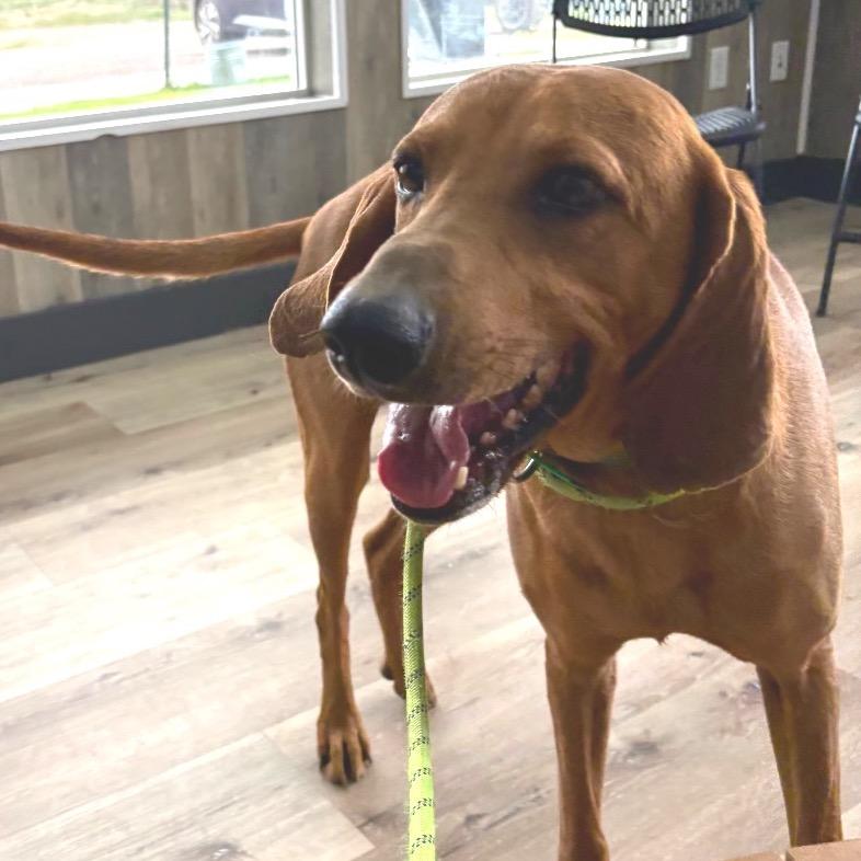 Scar, Adoptable, Adult Male Coonhound.