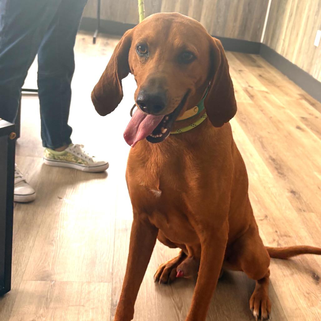 Scar, a Adoptable Coonhound in Idaho Falls, ID image 3/6