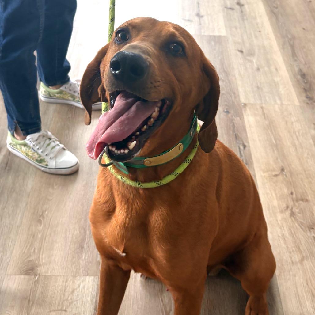 Scar, a Adoptable Coonhound in Idaho Falls, ID image 4/6