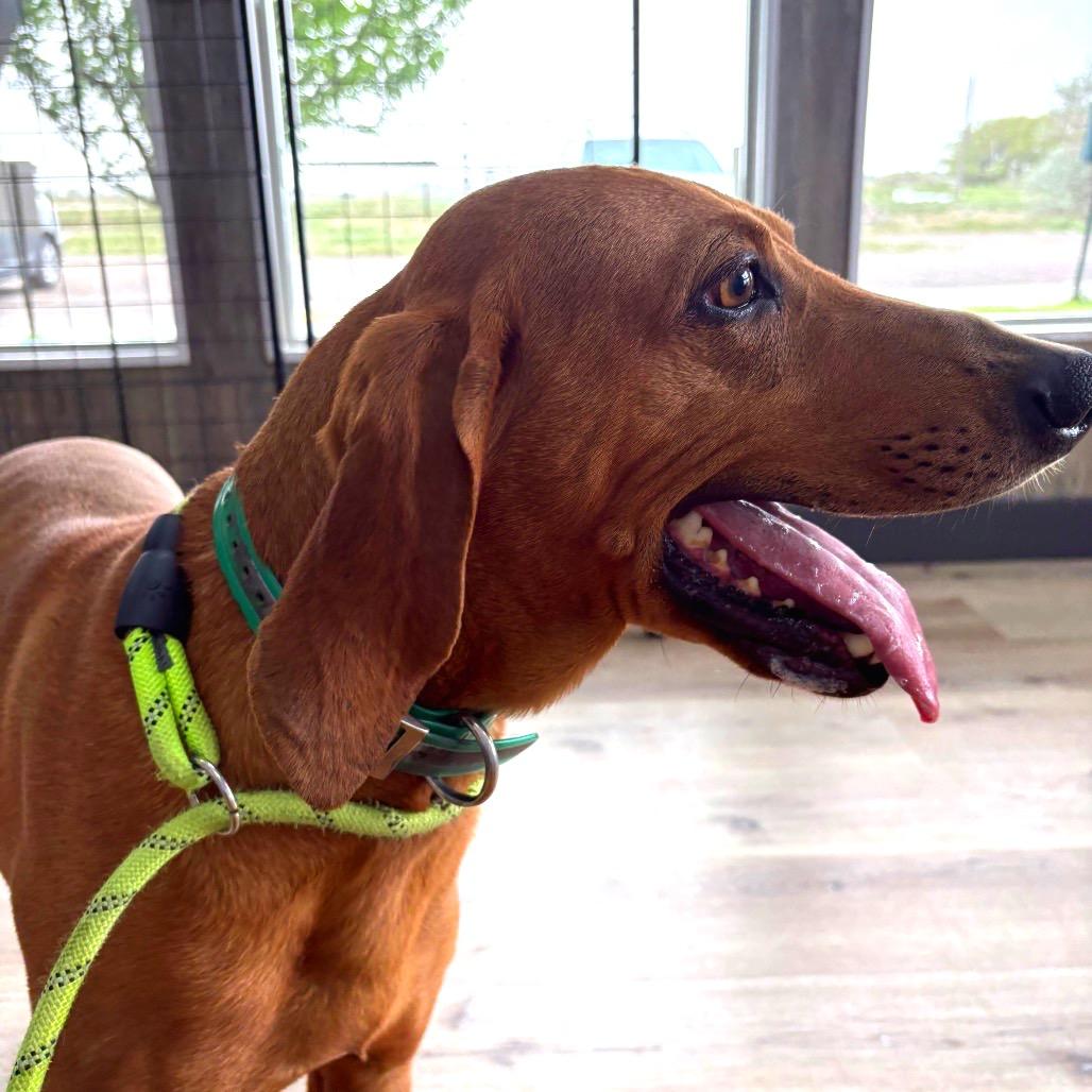Scar, a Adoptable Coonhound in Idaho Falls, ID image 5/6