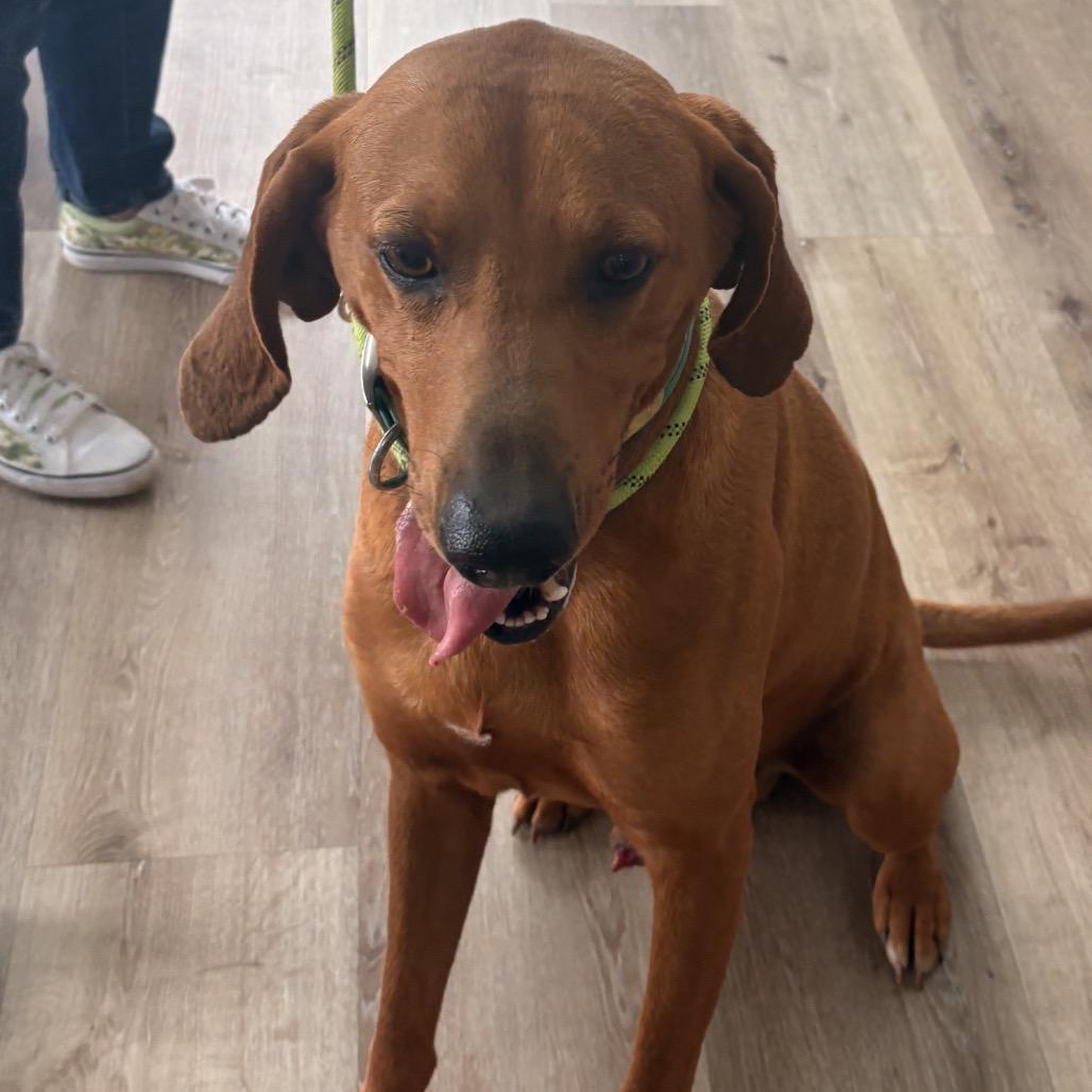 Scar, a Adoptable Coonhound in Idaho Falls, ID image 6/6