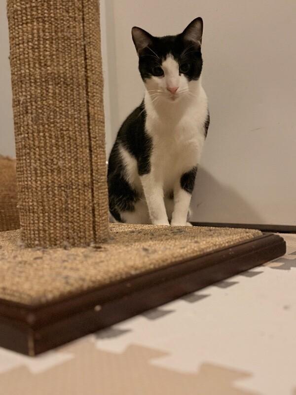 Spike, Adoptable, Young Male Domestic Short Hair.