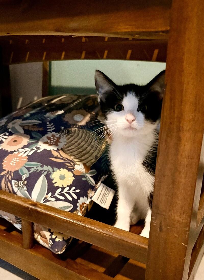 Spike, a Adoptable Domestic Short Hair in Colmar, PA image 3/6