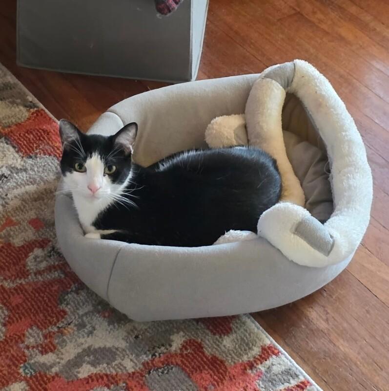 Spike, a Adoptable Domestic Short Hair in Colmar, PA image 4/6
