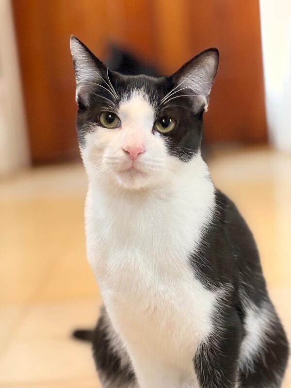 Spike, a Adoptable Domestic Short Hair in Colmar, PA image 5/6