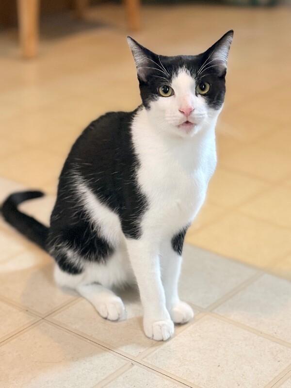 Spike, a Adoptable Domestic Short Hair in Colmar, PA image 6/6