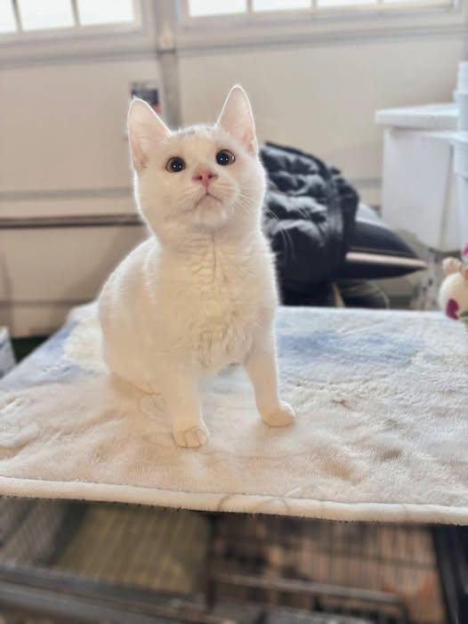 Clarence (FIV+), ADOPTABLE, Young Male Domestic Short Hair.