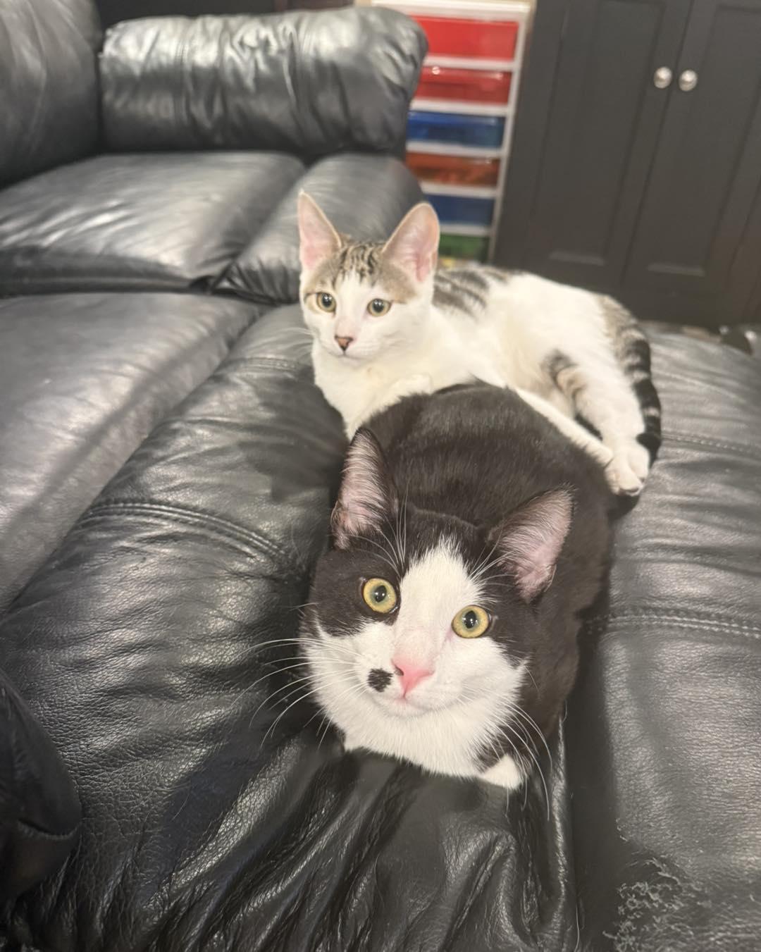 Enlarge Dots and Snickers *Bonded Pair*, a ADOPTABLE Domestic Short Hair in Grafton, MA image 3/3