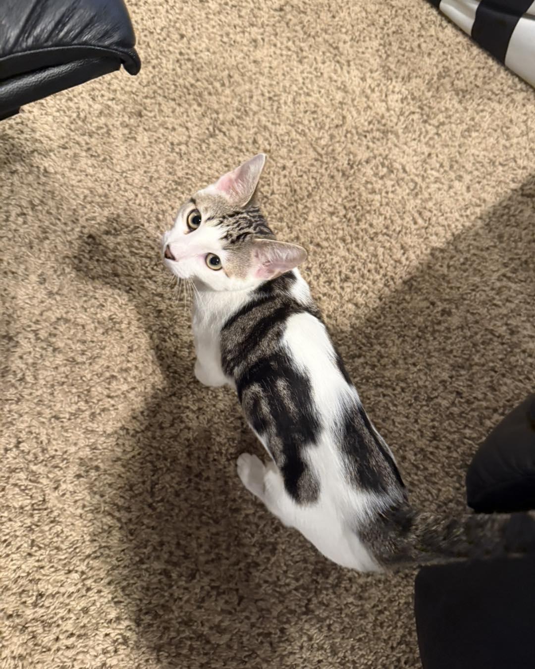 Dots and Snickers *Bonded Pair*, ADOPTABLE, Young Male Domestic Short Hair.