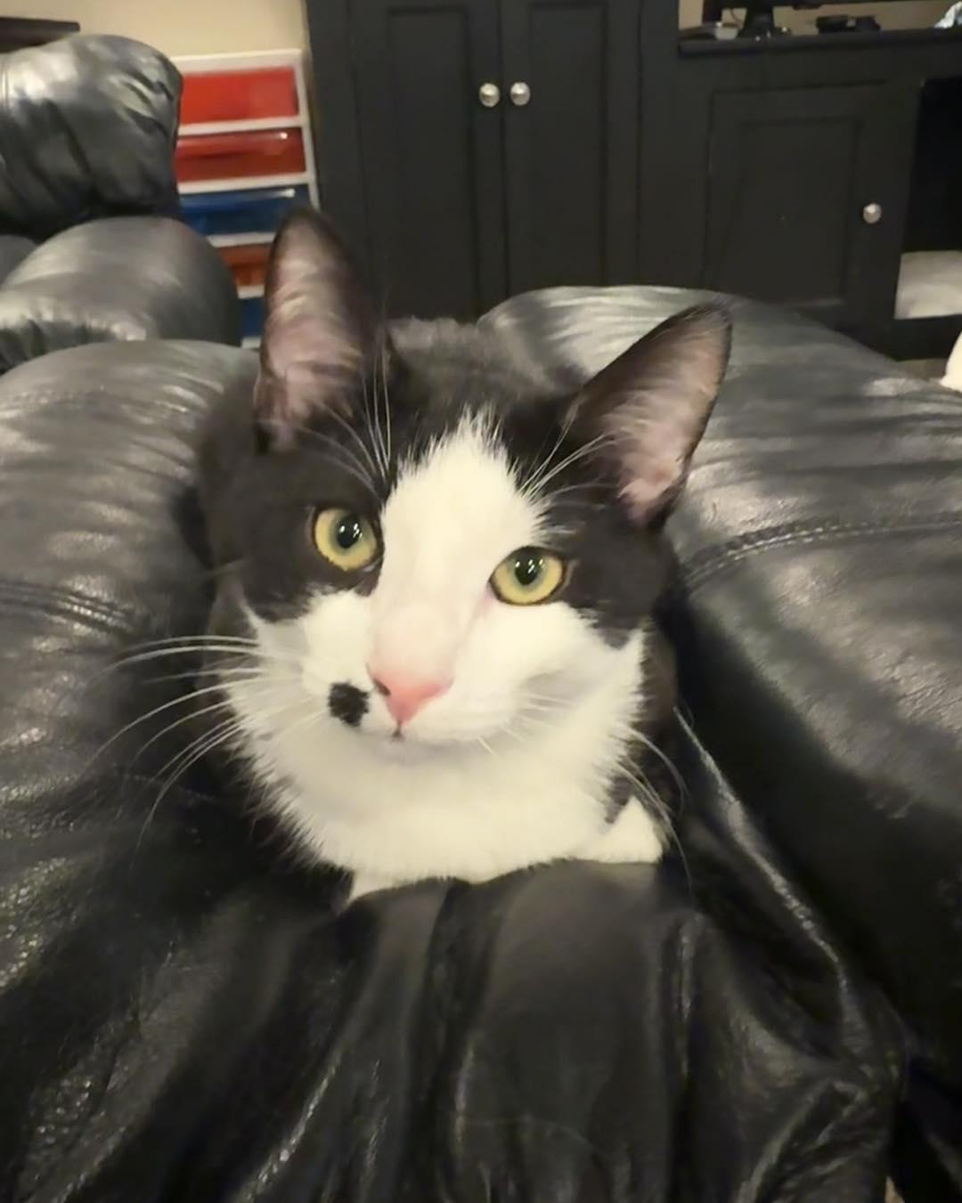 Enlarge Dots and Snickers *Bonded Pair*, a ADOPTABLE Domestic Short Hair in Grafton, MA image 2/3