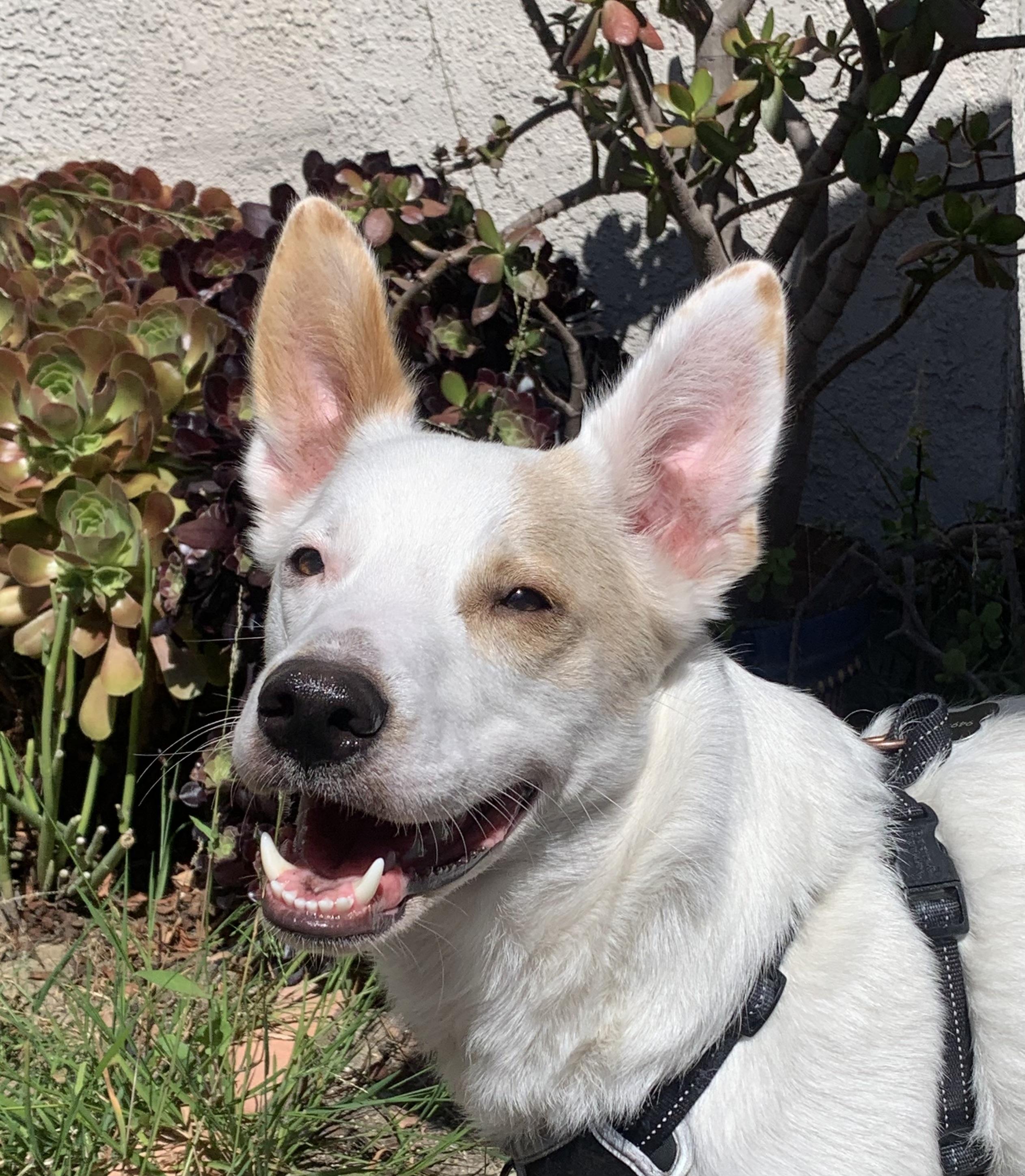 Enlarge Jasper, a Adoptable mixed breed in Wilsonville, OR image 5/5