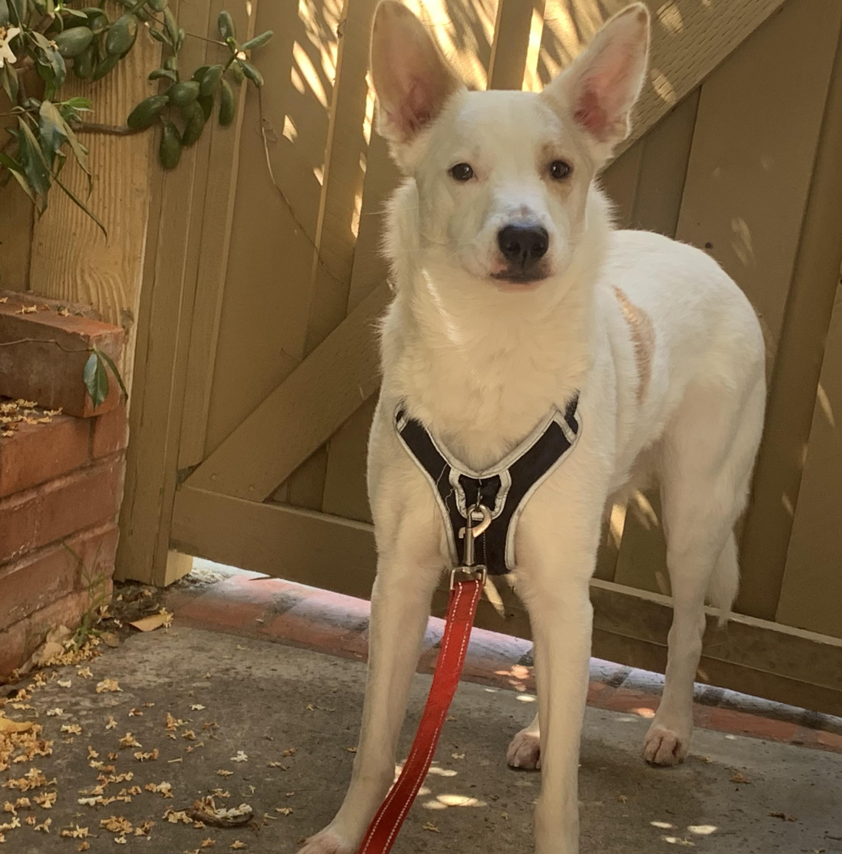 Enlarge Jasper, a Adoptable mixed breed in Wilsonville, OR image 1/5