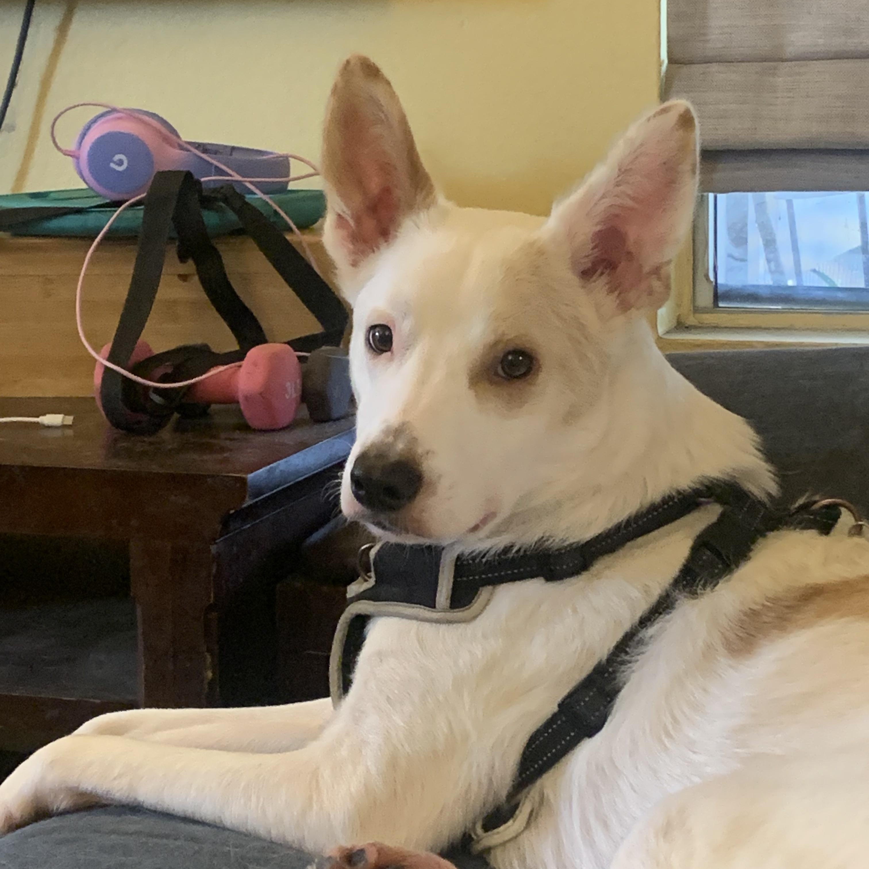 Enlarge Jasper, a Adoptable mixed breed in Wilsonville, OR image 2/5