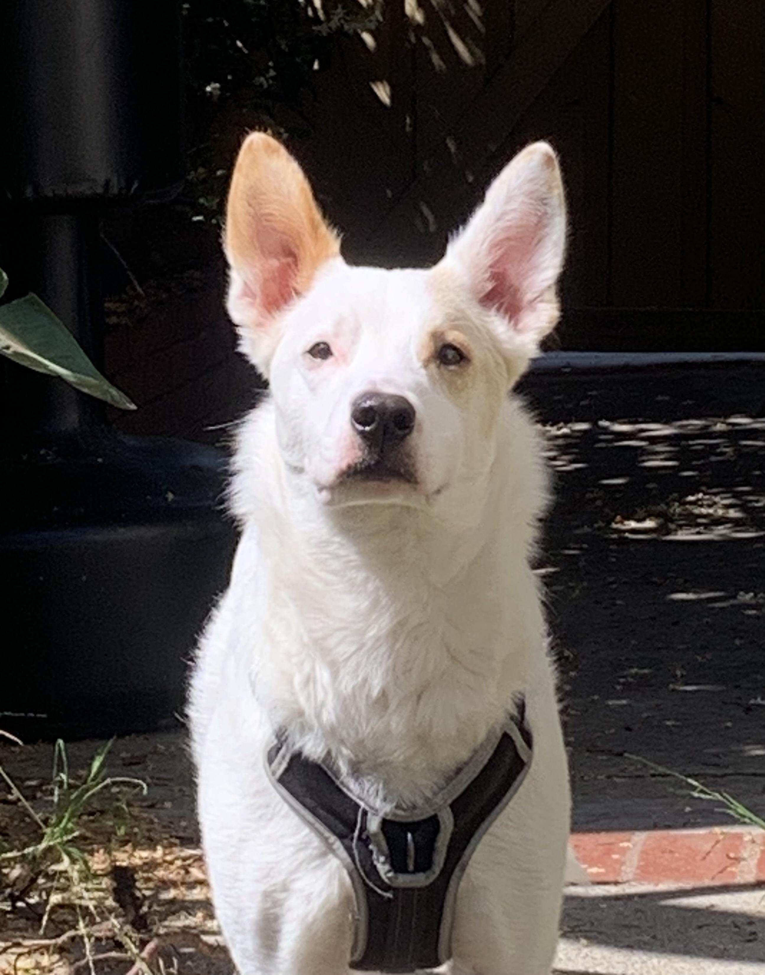Enlarge Jasper, a Adoptable mixed breed in Wilsonville, OR image 4/5