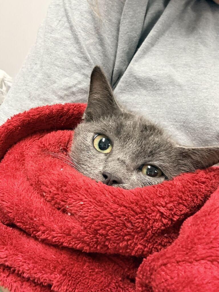 QUARTZ, Adoptable, Kitten Male Domestic Short Hair.