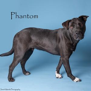 Phantom, Adoptable, Adult Male Labrador Retriever & Mixed Breed.